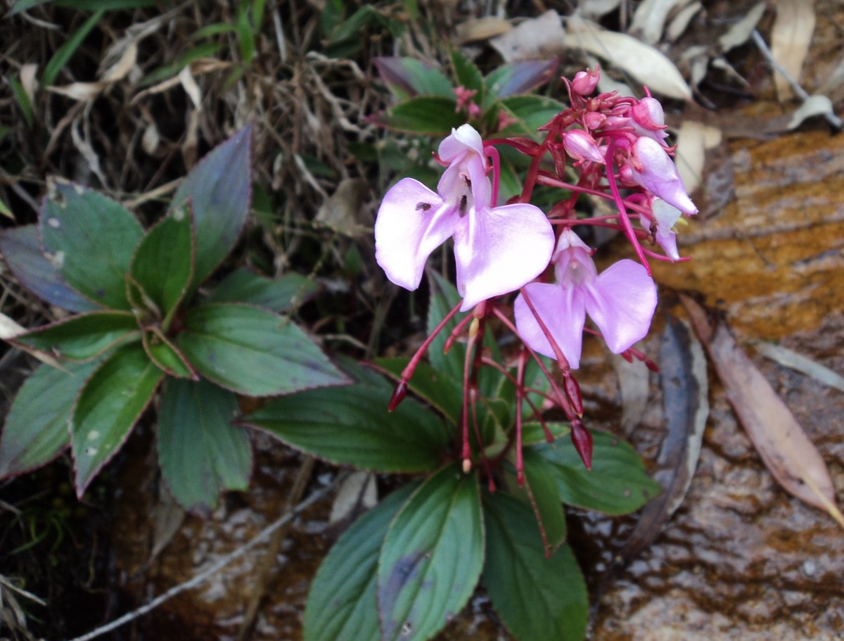 Impatiens elongata Arn.